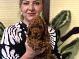 Oyuncu Efsane Harika Toy Poodle Yavrularımız