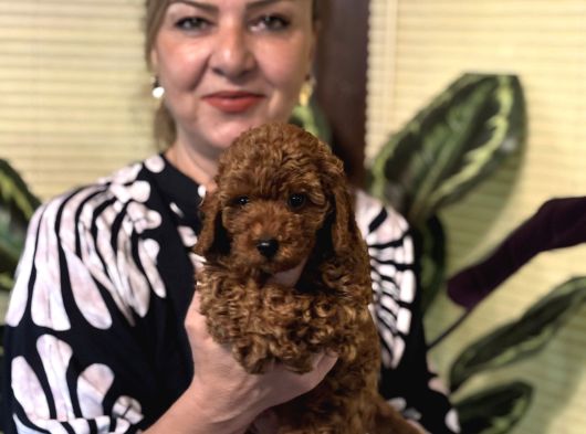 Oyuncu Efsane Harika Toy Poodle Yavrularımız görsel