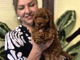 Oyuncu Efsane Harika Toy Poodle Yavrularımız