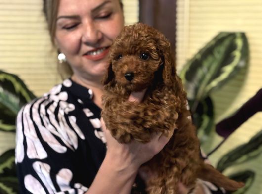 Oyuncu Efsane Harika Toy Poodle Yavrularımız görsel