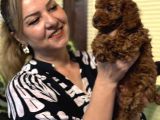 Oyuncu Efsane Harika Toy Poodle Yavrularımız