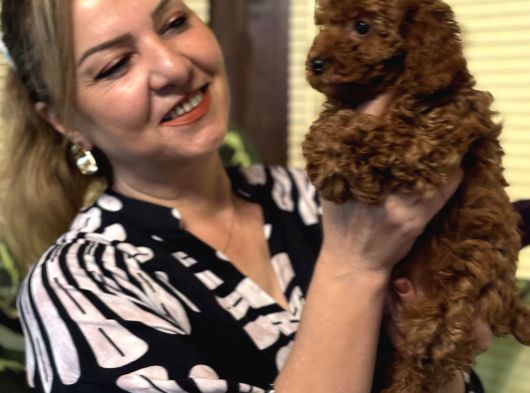 Oyuncu Efsane Harika Toy Poodle Yavrularımız görsel