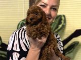 Oyuncu Efsane Harika Toy Poodle Yavrularımız