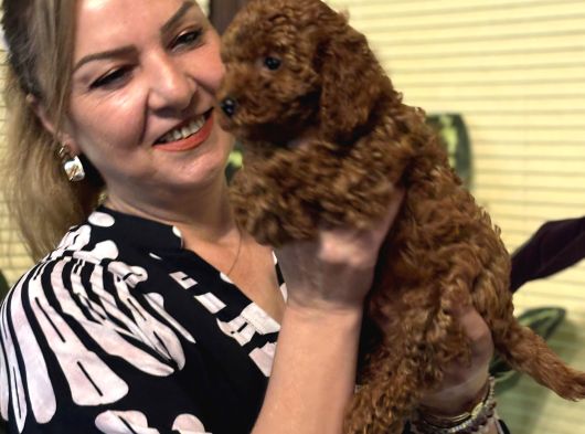 Oyuncu Efsane Harika Toy Poodle Yavrularımız görsel