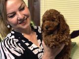 Oyuncu Efsane Harika Toy Poodle Yavrularımız
