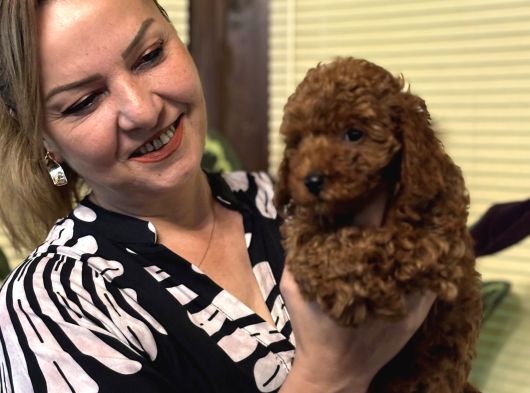 Oyuncu Efsane Harika Toy Poodle Yavrularımız görsel