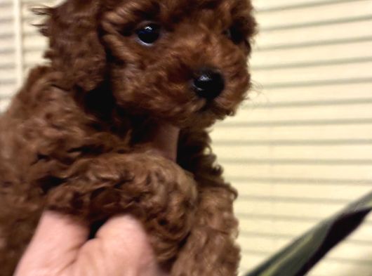 Oyuncu Efsane Harika Toy Poodle Yavrularımız görsel