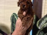Oyuncu Efsane Harika Toy Poodle Yavrularımız