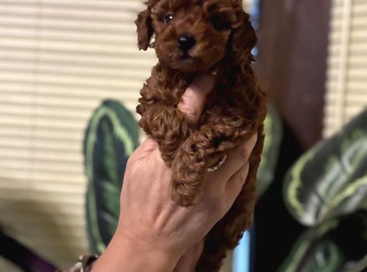 Oyuncu Efsane Harika Toy Poodle Yavrularımız görsel