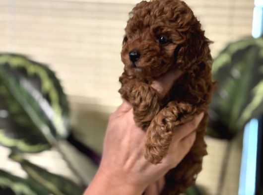 Oyuncu Efsane Harika Toy Poodle Yavrularımız