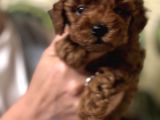 Oyuncu Efsane Harika Toy Poodle Yavrularımız