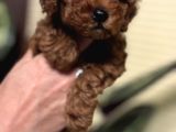 Oyuncu Efsane Harika Toy Poodle Yavrularımız