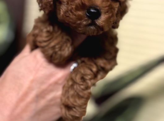 Oyuncu Efsane Harika Toy Poodle Yavrularımız görsel