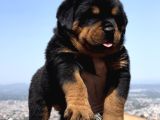 Heybetli Üst Kalite Irk Garantili Rottweiler Yavrular