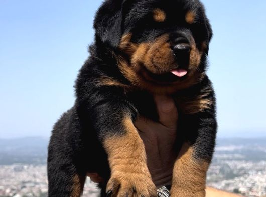 Heybetli Üst Kalite Irk Garantili Rottweiler Yavrular