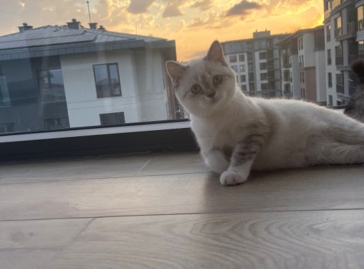 Minik Kızıma Ömürlük Yuva görsel