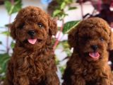 Kore teacup poodle