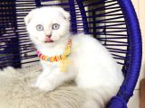 Scottish Fold Silver Point Yavrular
