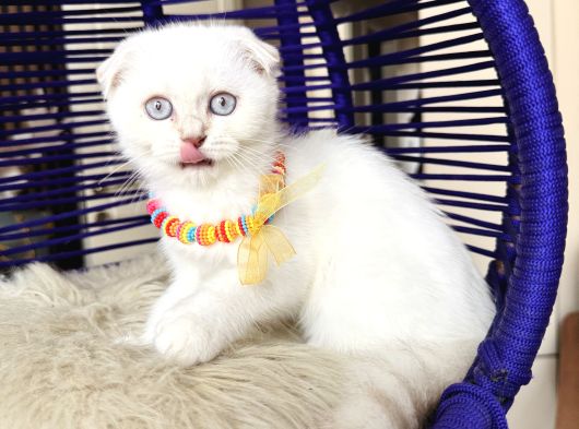 Scottish Fold Silver Point Yavrular görsel