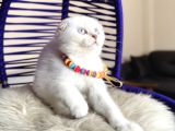 Scottish Fold Silver Point Yavrular
