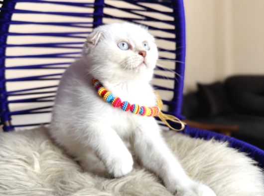 Scottish Fold Silver Point Yavrular görsel