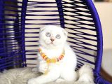 Scottish Fold Silver Point Yavrular