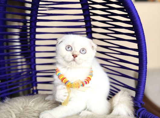 Scottish Fold Silver Point Yavrular görsel