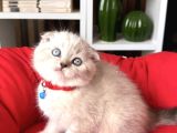 Scottish Fold Silver Point Yavrular