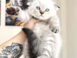 Scottish Fold Silver Point Yavrular