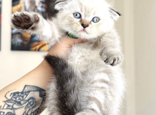 Scottish Fold Silver Point Yavrular görsel