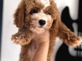 Particolor Toypoodle