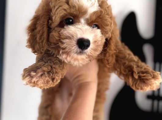 Particolor Toypoodle görsel
