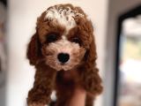 Particolor Toypoodle