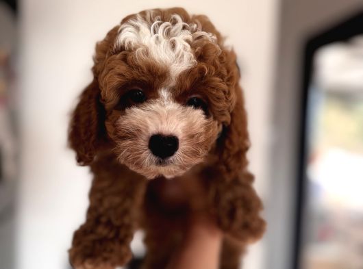 Particolor Toypoodle görsel
