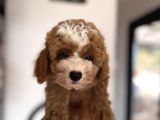 Particolor Toypoodle