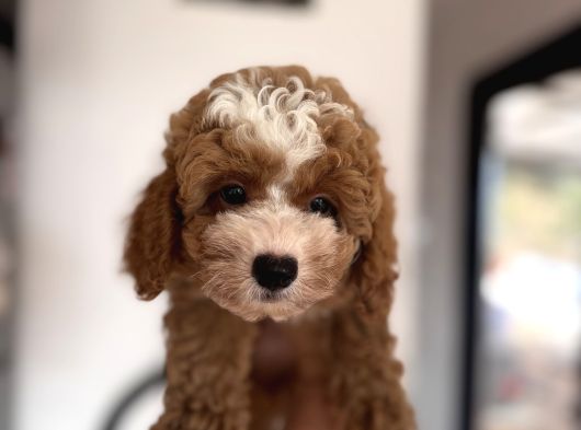 Particolor Toypoodle görsel