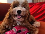Particolor Toypoodle