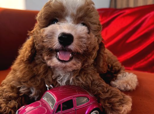 Particolor Toypoodle görsel
