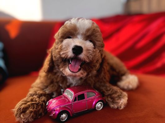 Particolor Toypoodle görsel