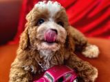 Particolor Toypoodle