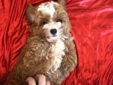 Particolor Toypoodle