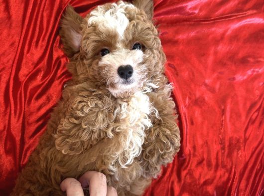 Particolor Toypoodle görsel