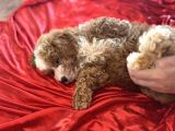 Particolor Toypoodle