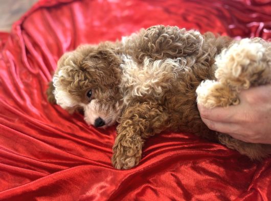 Particolor Toypoodle görsel