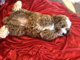 Particolor Toypoodle