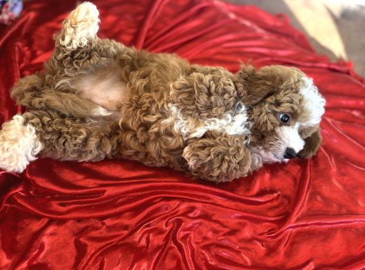Particolor Toypoodle görsel