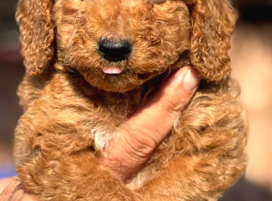Dev Poodle Çok Şirin Yavrula görsel