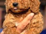 Dev Poodle Çok Şirin Yavrula