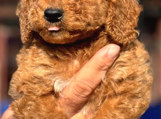 Dev Poodle Çok Şirin Yavrula görsel