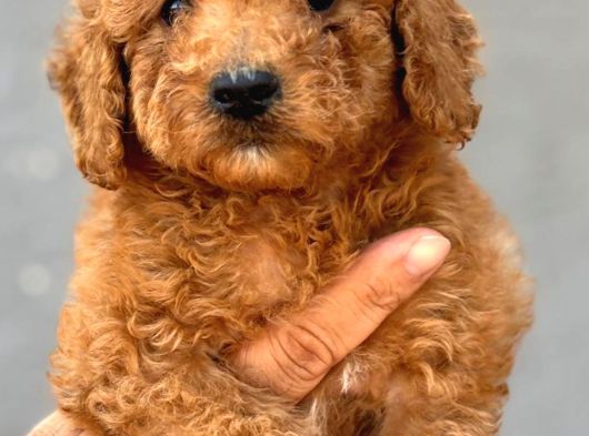 Dev Poodle Çok Şirin Yavrula görsel